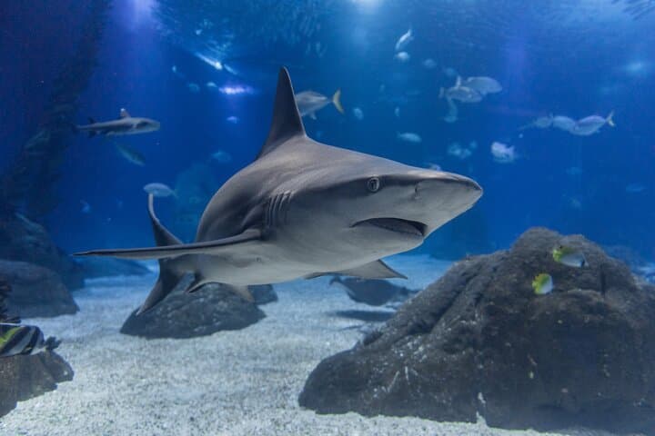 Oceanário de Lisboa: Bilhete de Entrada no Aquário