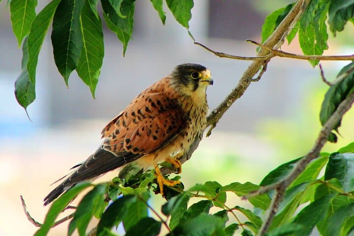 Birdwatching Os Raptores em Madeira