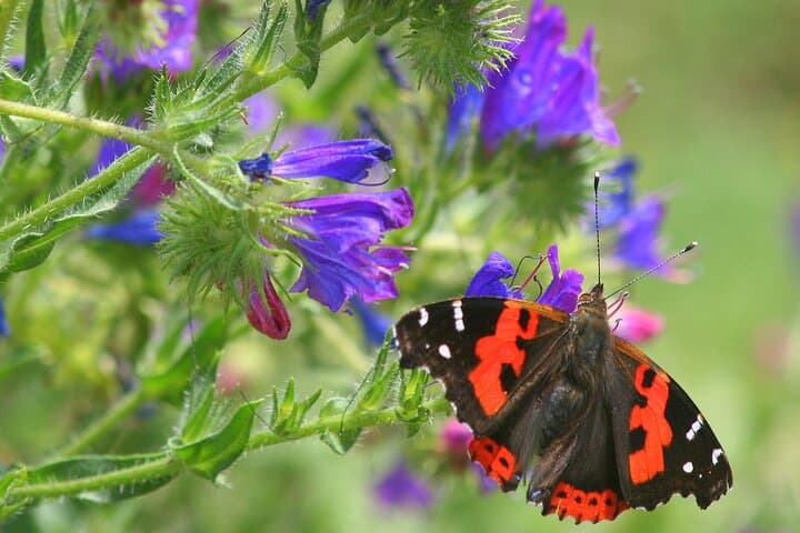 Butterfly Watching em Madeira