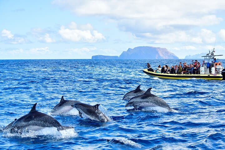 Observação de Golfinhos e Baleias na Madeira