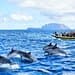 Observação de Golfinhos e Baleias na Madeira